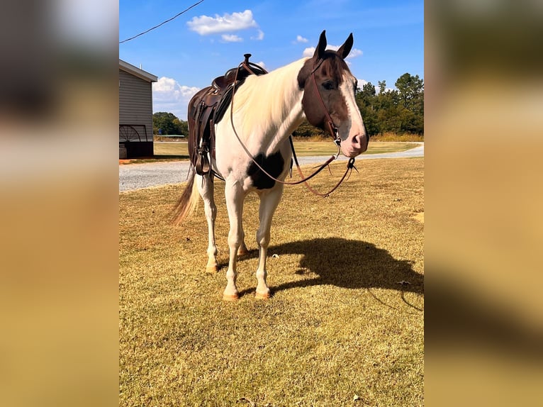 American Quarter Horse Gelding 10 years 16,1 hh Tobiano-all-colors in MT Hope AL