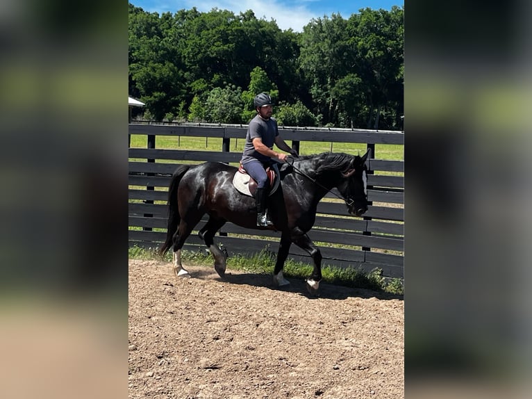 American Quarter Horse Gelding 10 years 16,3 hh Black in OCALA, FL