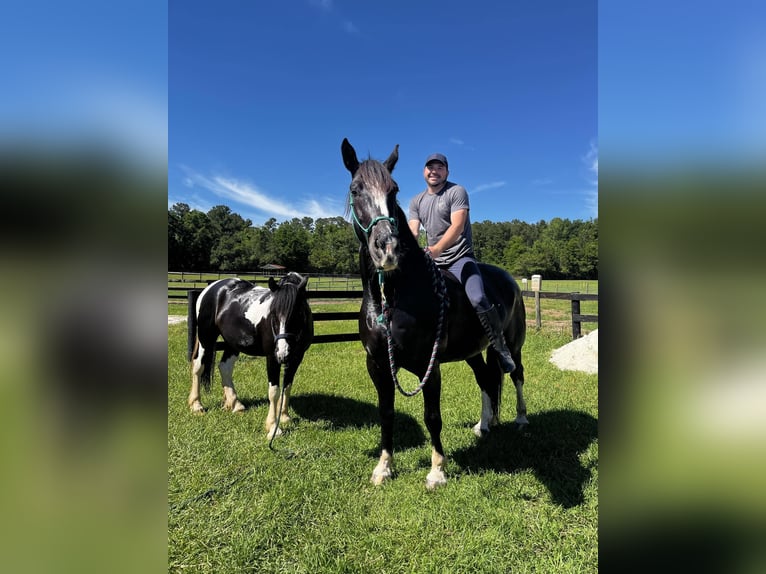 American Quarter Horse Gelding 10 years 16,3 hh Black in OCALA, FL