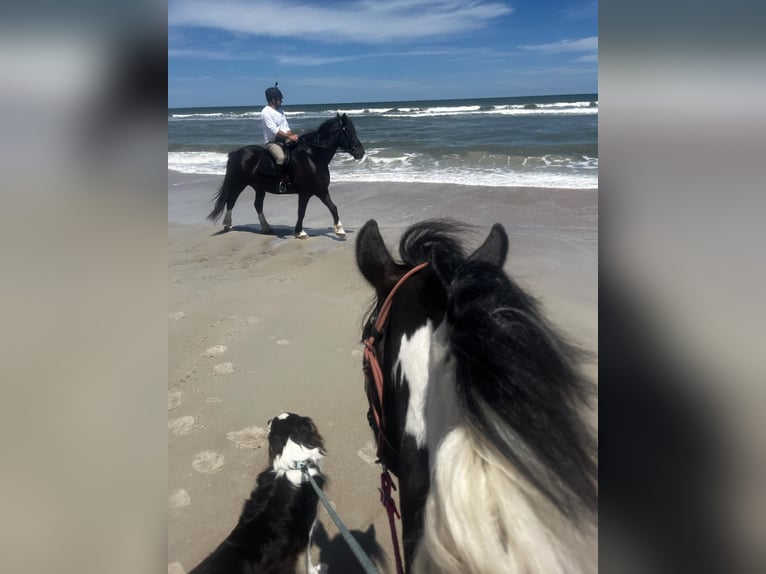 American Quarter Horse Gelding 10 years 16,3 hh Black in OCALA, FL