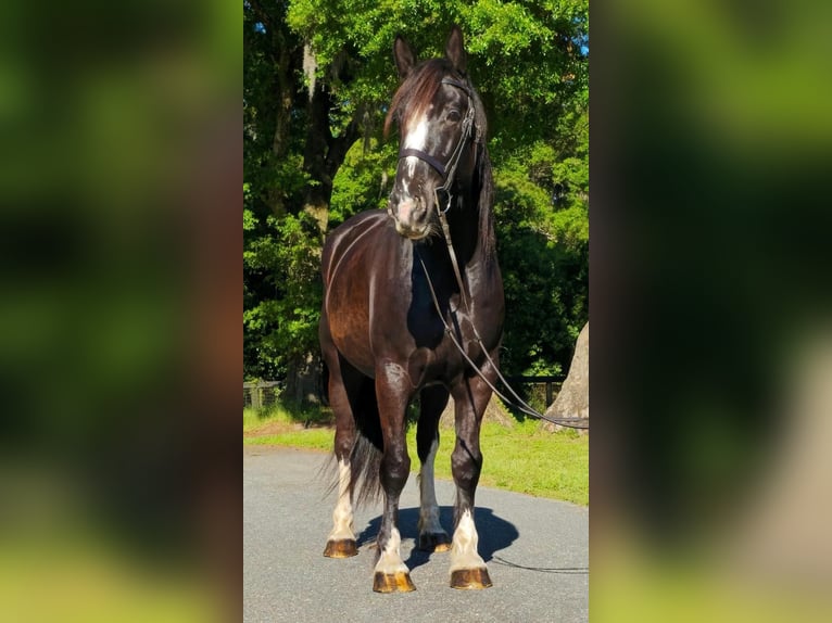 American Quarter Horse Gelding 10 years 16,3 hh Black in OCALA, FL