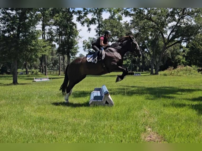 American Quarter Horse Gelding 10 years 16,3 hh Black in OCALA, FL