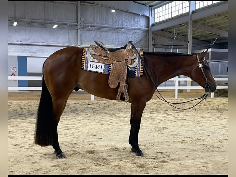 American Quarter Horse Gelding 10 years 16 hh Bay in Athens
