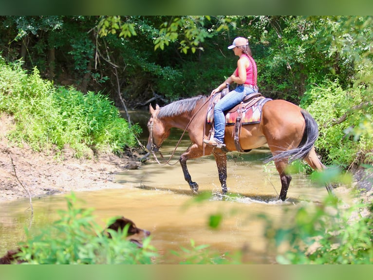 American Quarter Horse Gelding 10 years 16 hh Bay in Athens