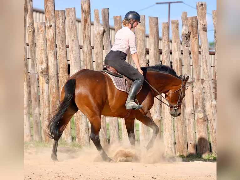 American Quarter Horse Gelding 10 years 16 hh Bay in Athens