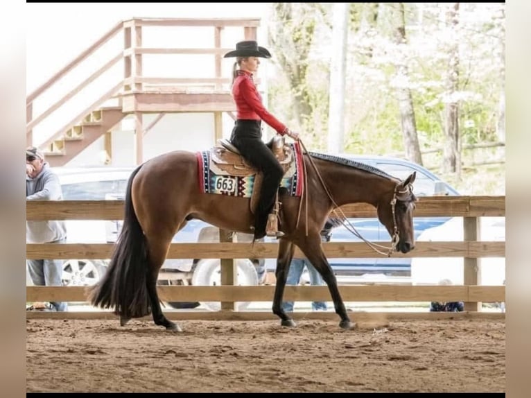 American Quarter Horse Gelding 10 years 16 hh Bay in Athens