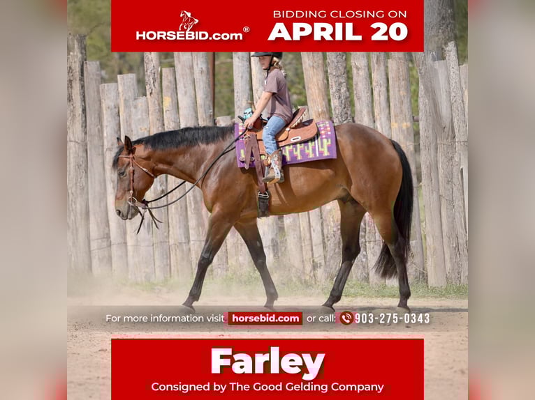 American Quarter Horse Gelding 10 years 16 hh Bay in Athens