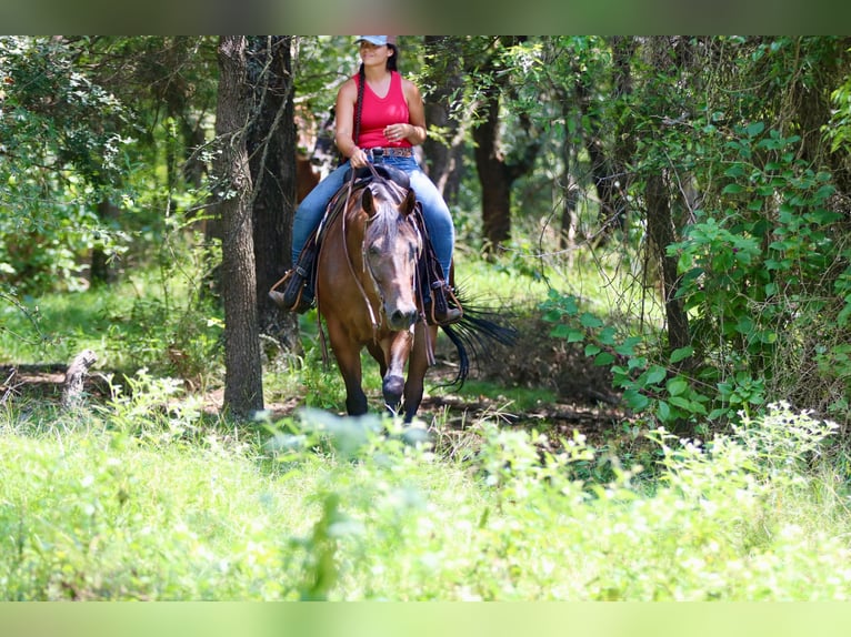 American Quarter Horse Gelding 10 years 16 hh Bay in Athens
