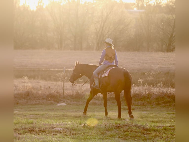 American Quarter Horse Gelding 10 years 16 hh Bay in Athens