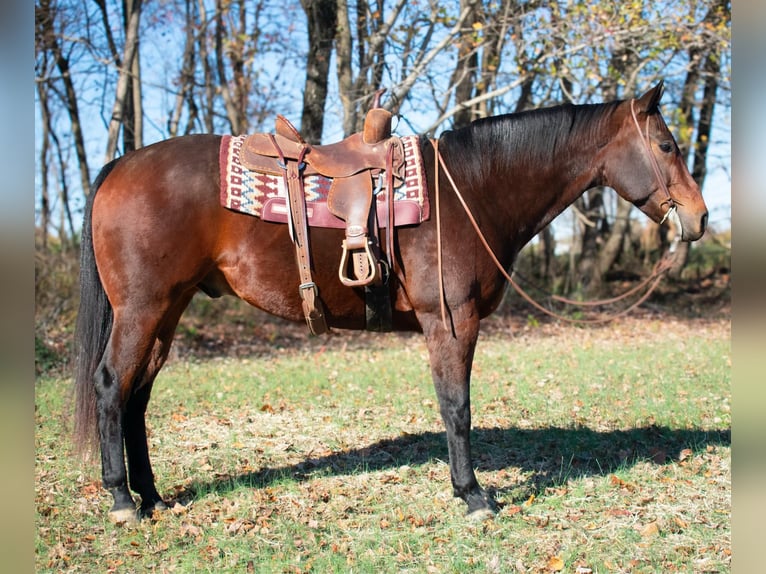 American Quarter Horse Gelding 10 years 16 hh Bay in Henderson KY