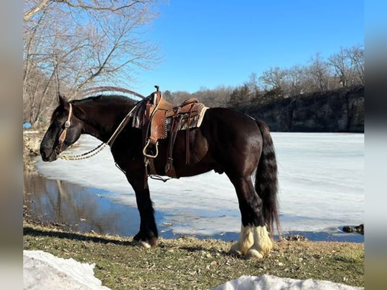 American Quarter Horse Gelding 10 years 16 hh Black in Zearing, IA