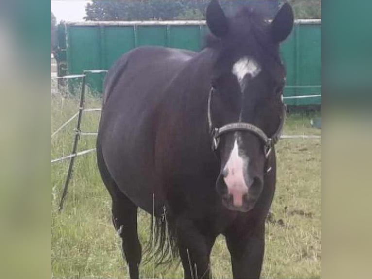 American Quarter Horse Gelding 10 years 16 hh Black in Lorsch