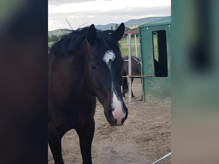 American Quarter Horse Gelding 10 years 16 hh Black in Lorsch