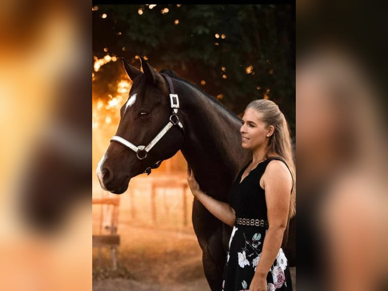 American Quarter Horse Gelding 10 years 16 hh Black in Lorsch