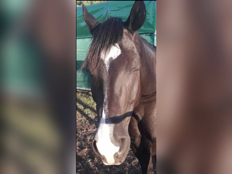 American Quarter Horse Gelding 10 years 16 hh Black in Lorsch