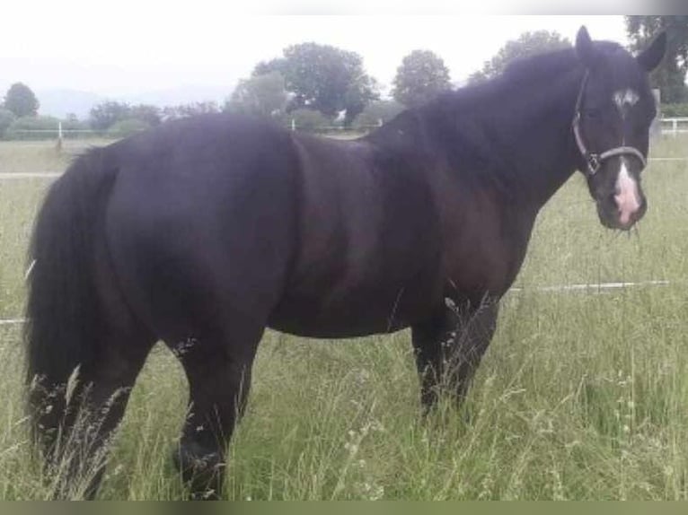 American Quarter Horse Gelding 10 years 16 hh Black in Lorsch