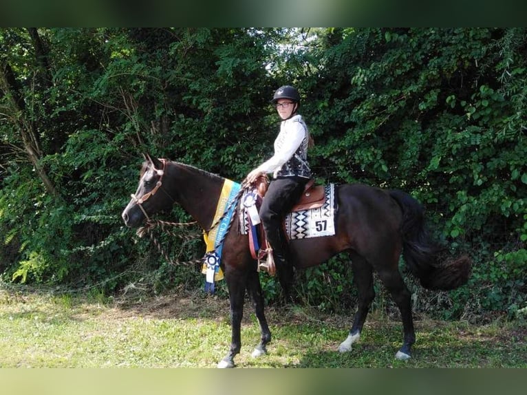 American Quarter Horse Gelding 10 years 16 hh Black in Lorsch