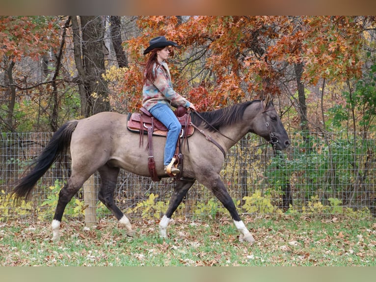 American Quarter Horse Gelding 10 years 16 hh Grullo in Howell MI