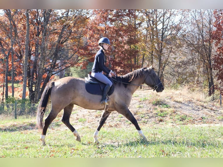 American Quarter Horse Gelding 10 years 16 hh Grullo in Howell MI