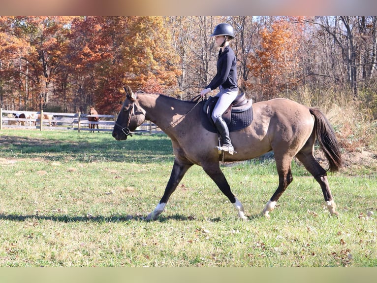 American Quarter Horse Gelding 10 years 16 hh Grullo in Howell MI