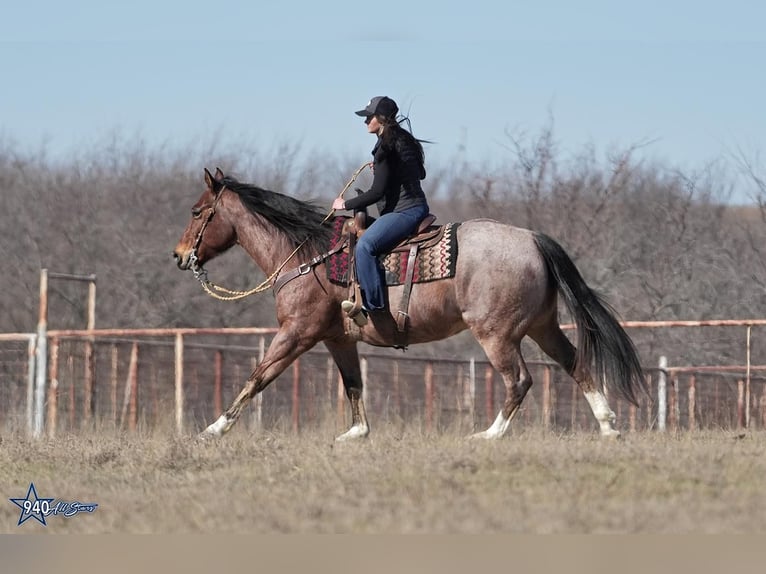 American Quarter Horse Gelding 10 years 16 hh Roan-Bay in Addison, TX