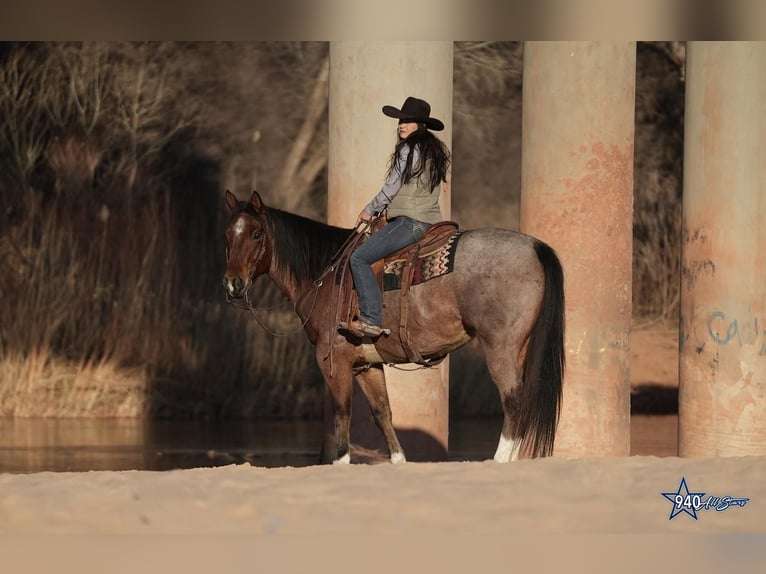 American Quarter Horse Gelding 10 years 16 hh Roan-Bay in Addison, TX