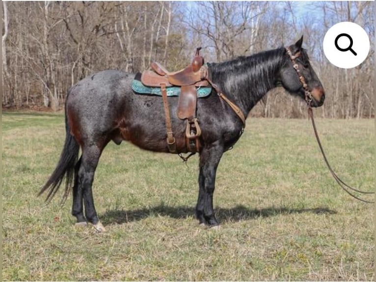 American Quarter Horse Gelding 10 years 16 hh Roan-Bay in Madisonville, KY
