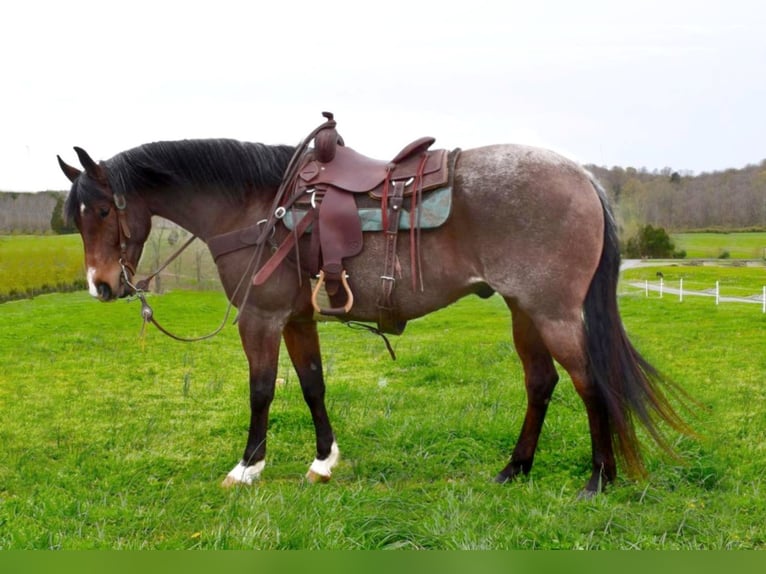 American Quarter Horse Gelding 10 years 16 hh Roan-Bay in Greenville KY