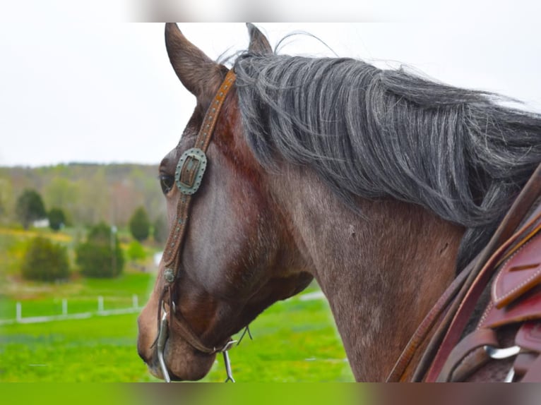 American Quarter Horse Gelding 10 years 16 hh Roan-Bay in Greenville KY