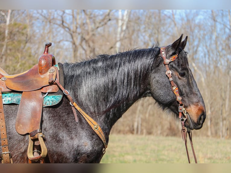 American Quarter Horse Gelding 10 years 16 hh Roan-Blue in Hillsboro KY