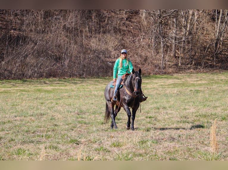 American Quarter Horse Gelding 10 years 16 hh Roan-Blue in Hillsboro KY