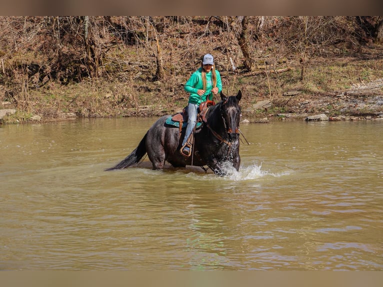 American Quarter Horse Gelding 10 years 16 hh Roan-Blue in Hillsboro KY