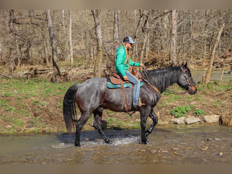 American Quarter Horse Gelding 10 years 16 hh Roan-Blue in Hillsboro KY