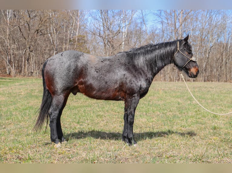 American Quarter Horse Gelding 10 years 16 hh Roan-Blue in Hillsboro KY