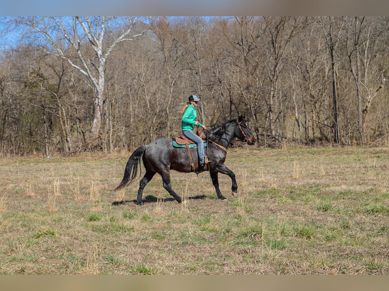 American Quarter Horse Gelding 10 years 16 hh Roan-Blue in Hillsboro KY