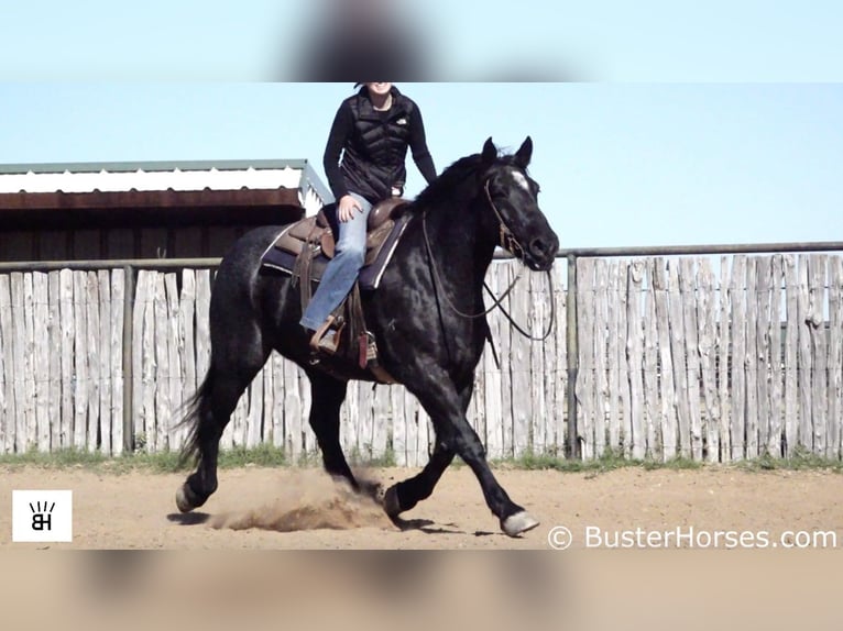 American Quarter Horse Gelding 10 years 16 hh Roan-Blue in Weatherford TX