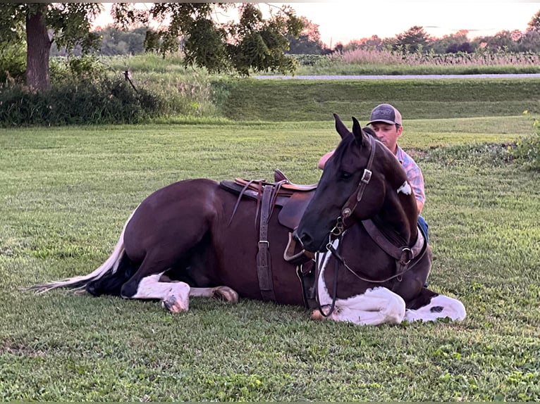 American Quarter Horse Gelding 10 years 16 hh Tobiano-all-colors in zearing IA