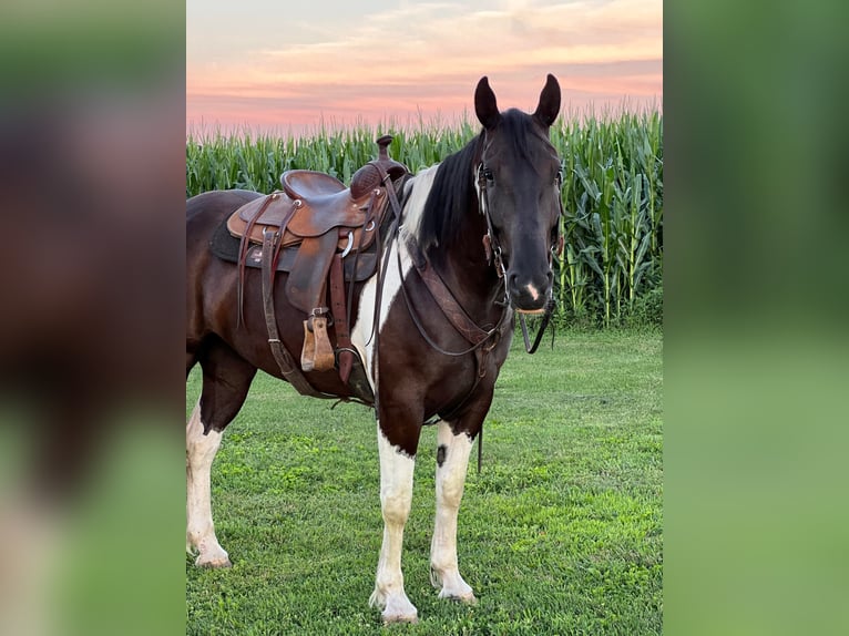 American Quarter Horse Gelding 10 years 16 hh Tobiano-all-colors in zearing IA