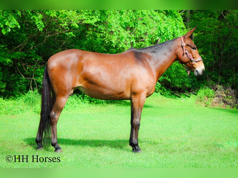 American Quarter Horse Gelding 10 years 16,1 hh Bay in Flemingsburg KY