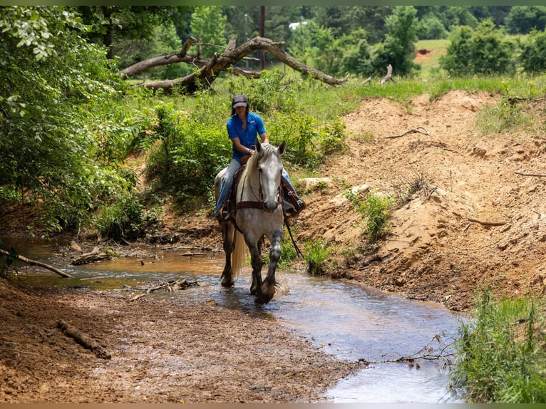 American Quarter Horse Gelding 10 years 16,2 hh Grey in Rusk TX