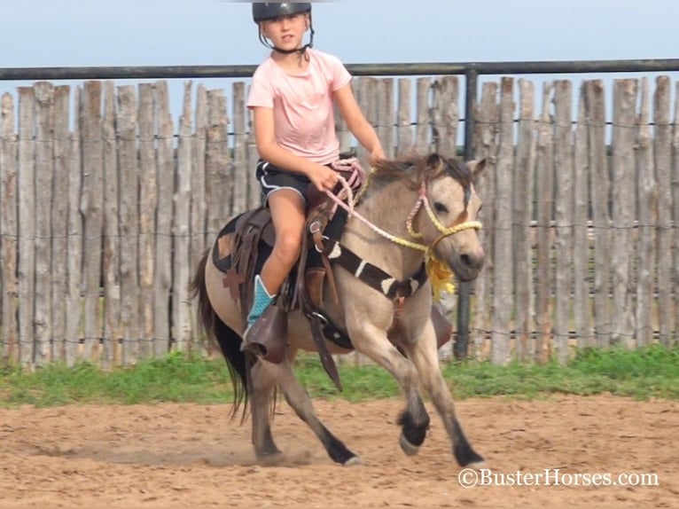 American Quarter Horse Gelding 10 years 9,3 hh Buckskin in Weatherford TX