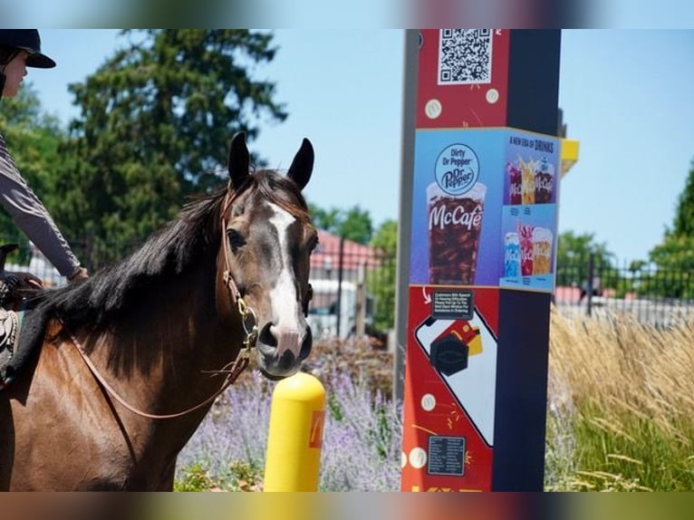 American Quarter Horse Gelding 10 years Bay in Frederick