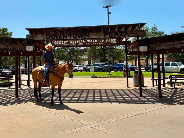 American Quarter Horse Gelding 10 years Buckskin in Stephenville