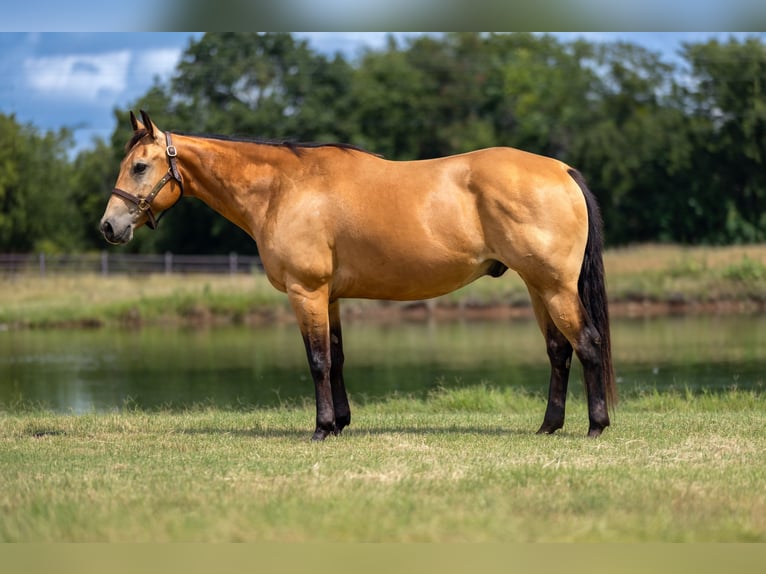 American Quarter Horse Gelding 10 years Buckskin in Stephenville