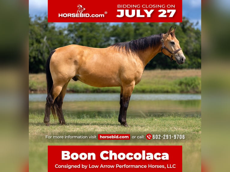 American Quarter Horse Gelding 10 years Buckskin in Stephenville