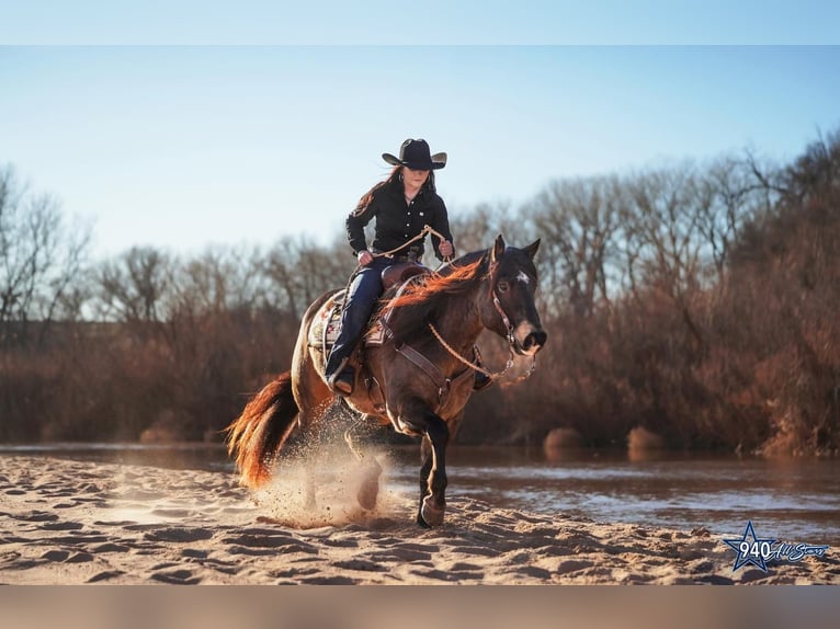American Quarter Horse Gelding 10 years Buckskin in Addison, TX