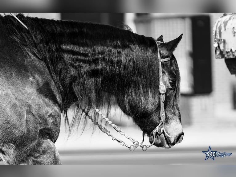 American Quarter Horse Gelding 10 years Buckskin in Addison, TX