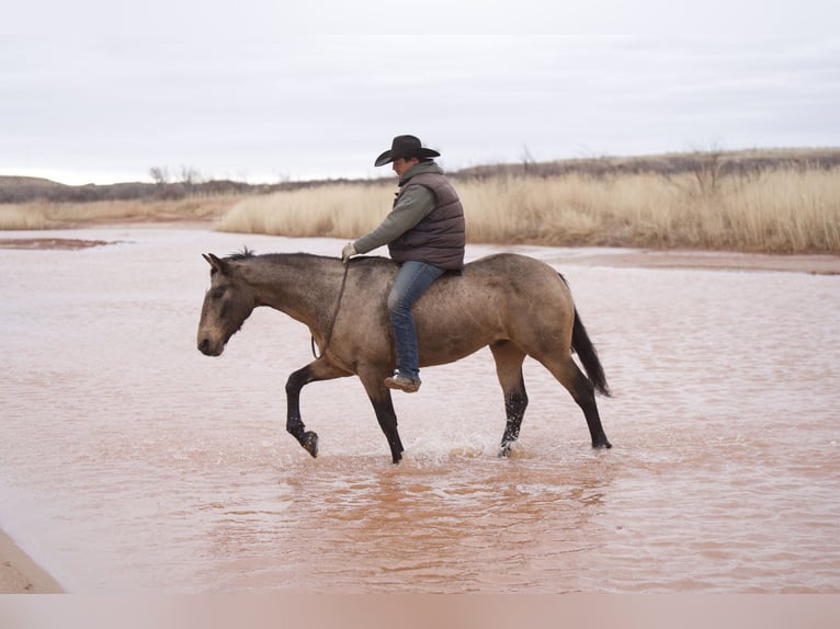 American Quarter Horse Gelding 10 years Buckskin in Canyon