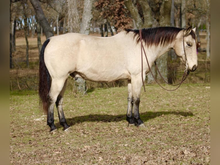 buttermilk buckskin stallion