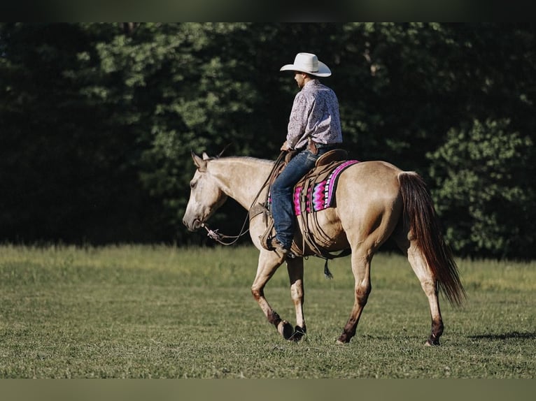 American Quarter Horse Gelding 10 years Buckskin in Lyles, TN